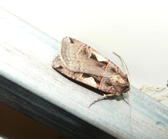 zwarte c-uil.jpg - Zwarte-c uil - Xestia c-nigrum